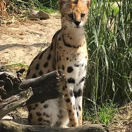 B&B Safari House - 3*