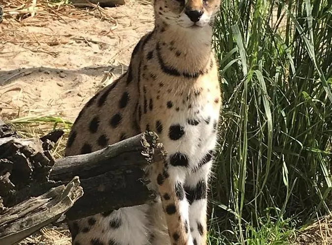 Bed & Breakfast Safari House - 3*