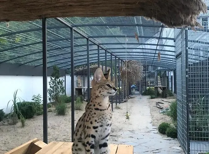 Bed & Breakfast Safari House -