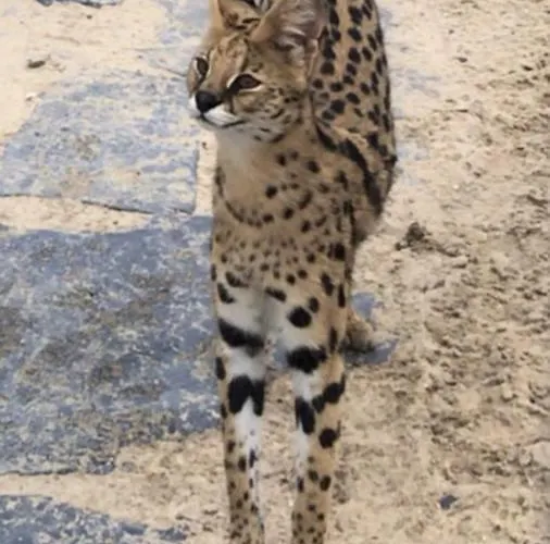 Safari House - Bed & Breakfast Wisla